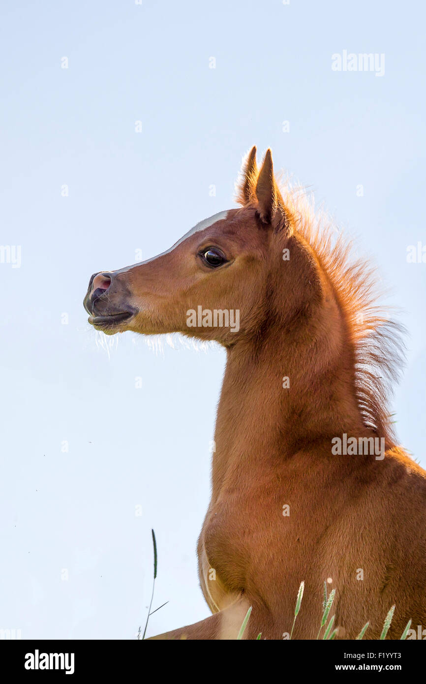 Arabian Horse Ritratto di castagno puledro in Austria Foto Stock