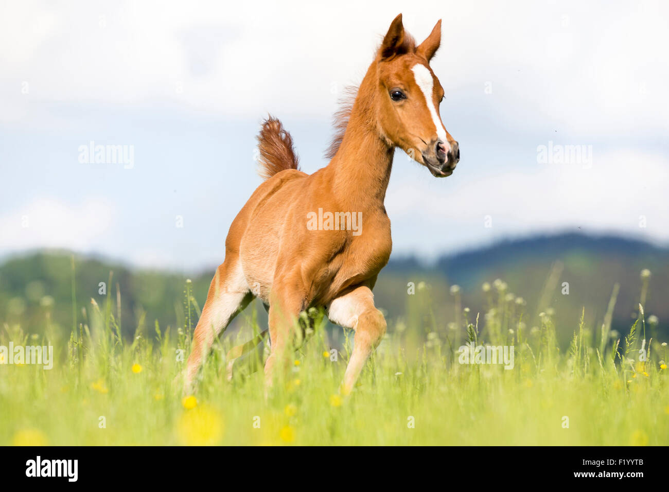 Arabian Horse Chestnut puledro pascolo galoppante Austria Foto Stock