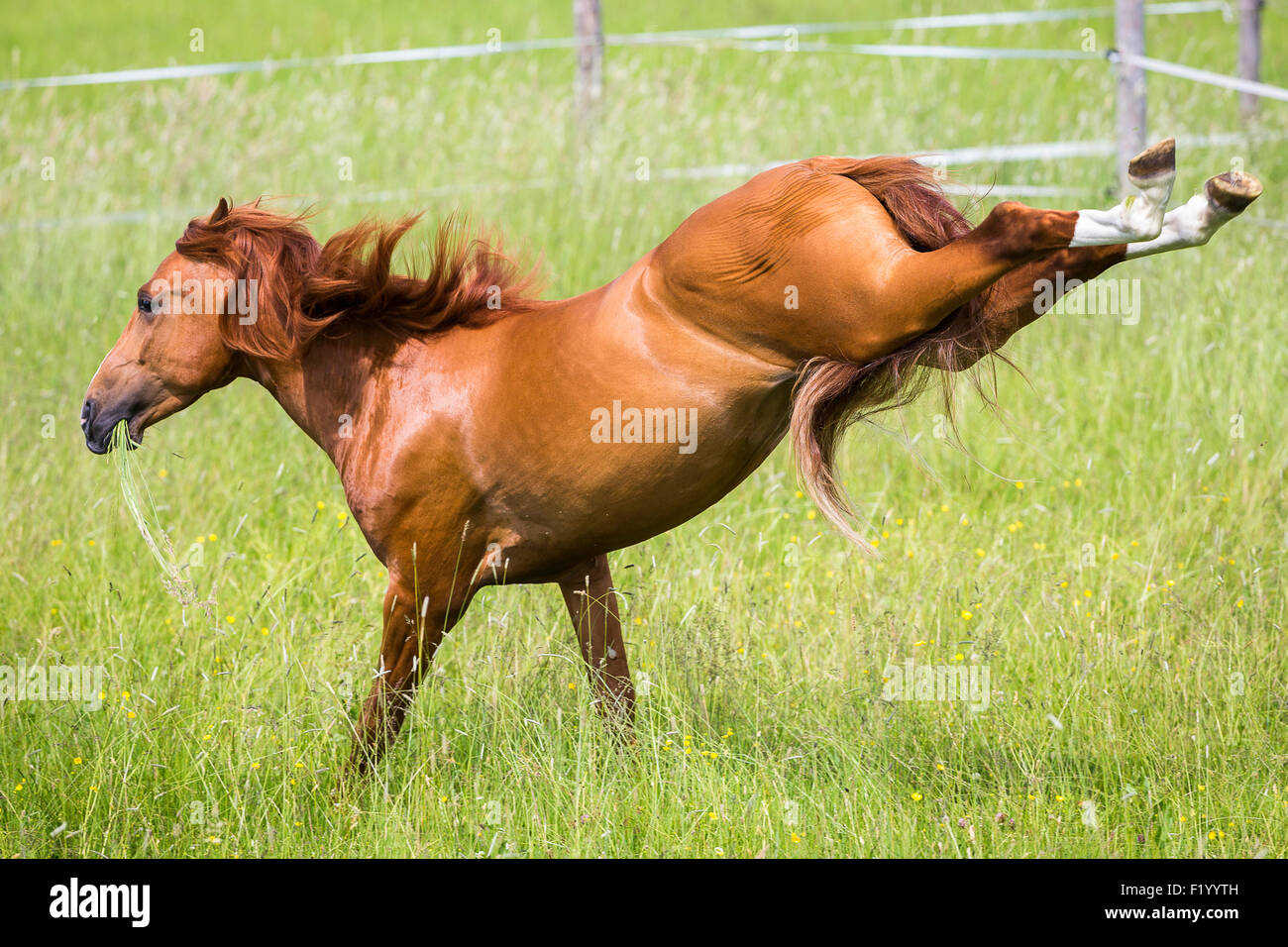 Cross-razza Cavallo Spagnolo Cruzado stallone di castagno calci pascolo Germania Foto Stock