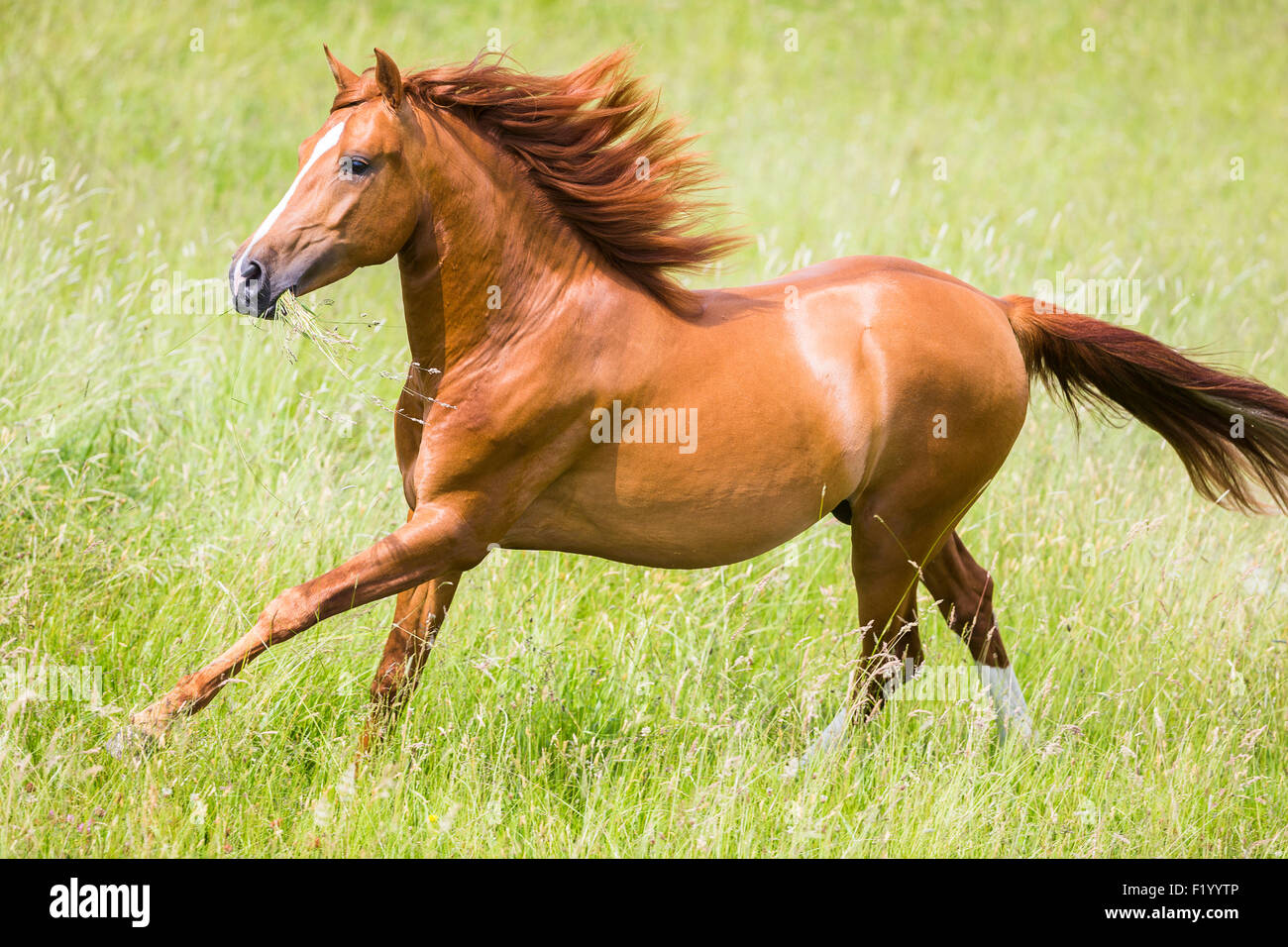 Cross-razza Cavallo Spagnolo Cruzado stallone di castagno pascolo galoppante Germania Foto Stock