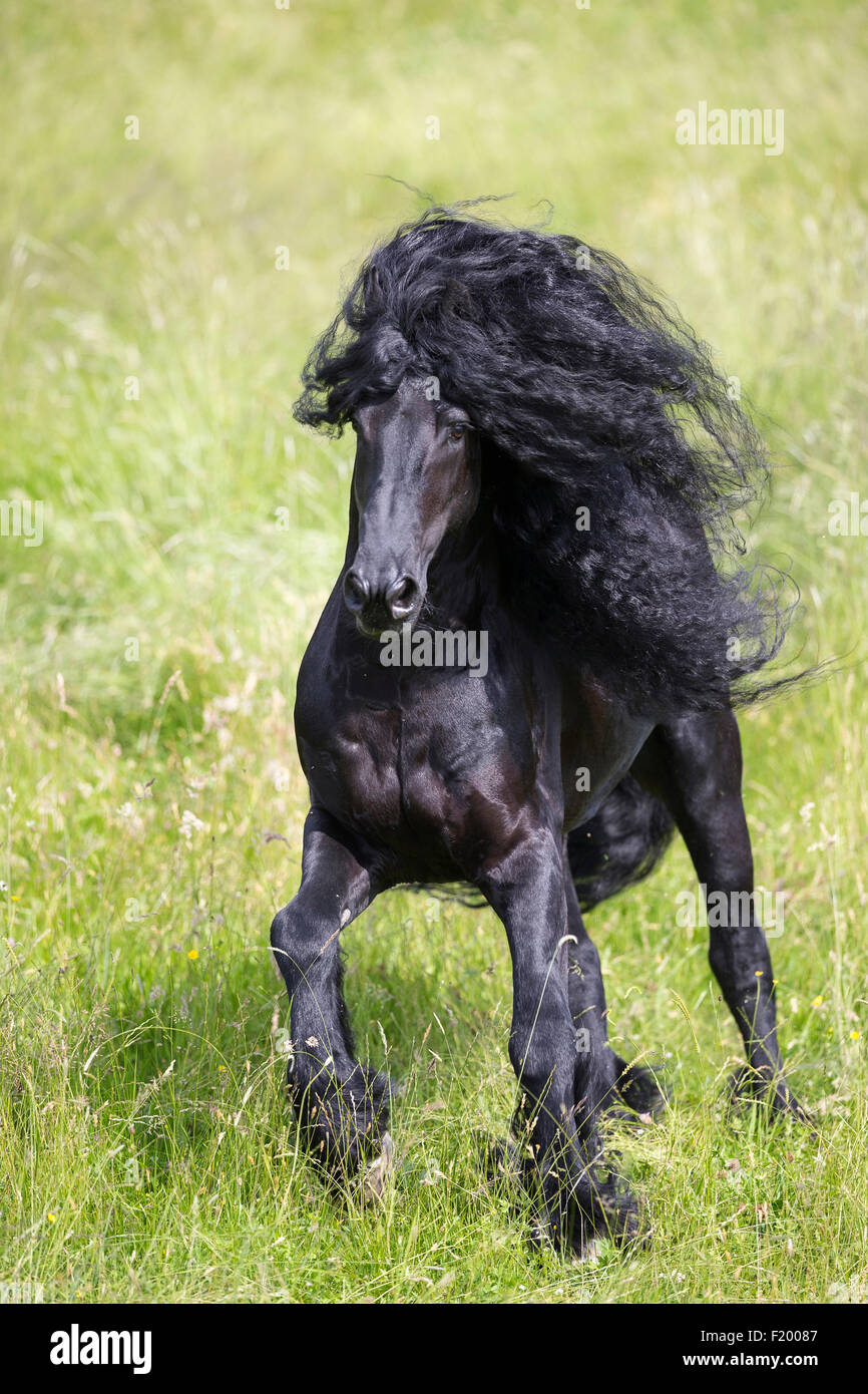 Frisone cavallo stallone nero pascolo galoppante Germania Foto Stock