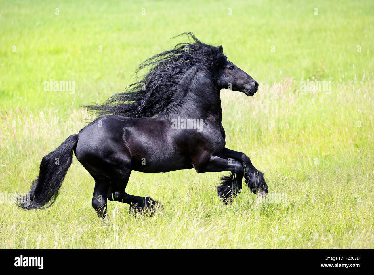 Frisone cavallo stallone nero pascolo galoppante Germania Foto Stock