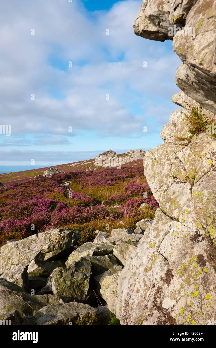 Erica viola in mezzo la quarzite formazioni rocciose sul Stiperstones, Shropshire Hills, Shropshire, Inghilterra. Foto Stock