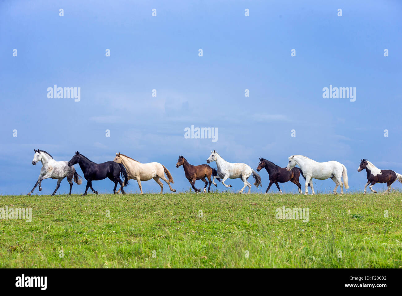 Cavalli domestici mandria mista di diverse razze di pascolo galoppante Germania Foto Stock