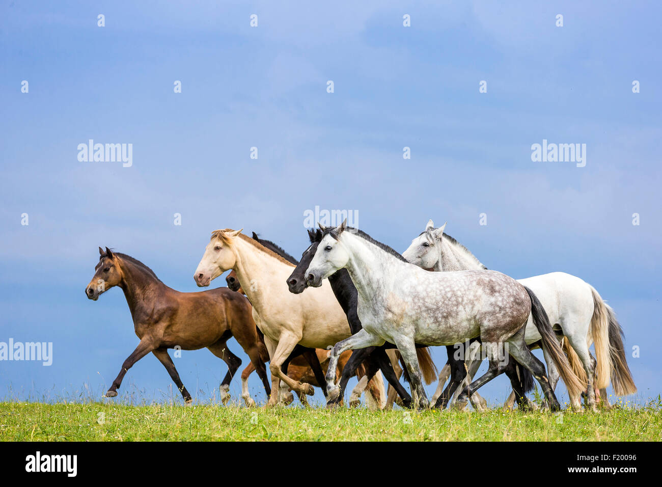 Cavalli domestici mandria mista di diverse razze di pascolo trtting Germania Foto Stock