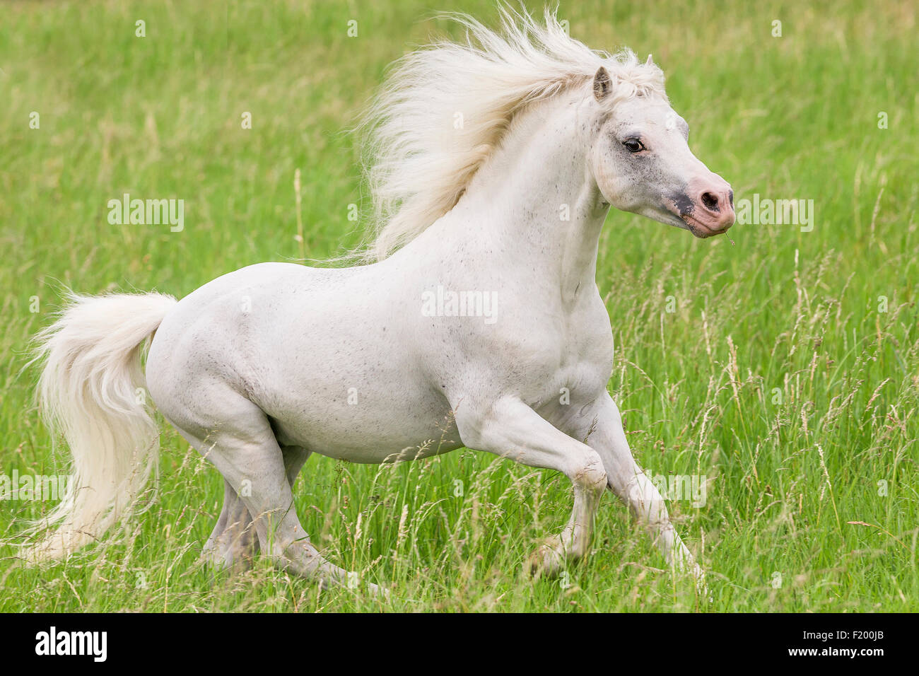 Welsh Mountain Pony sezione stallone grigio pascolo galoppante Germania Foto Stock