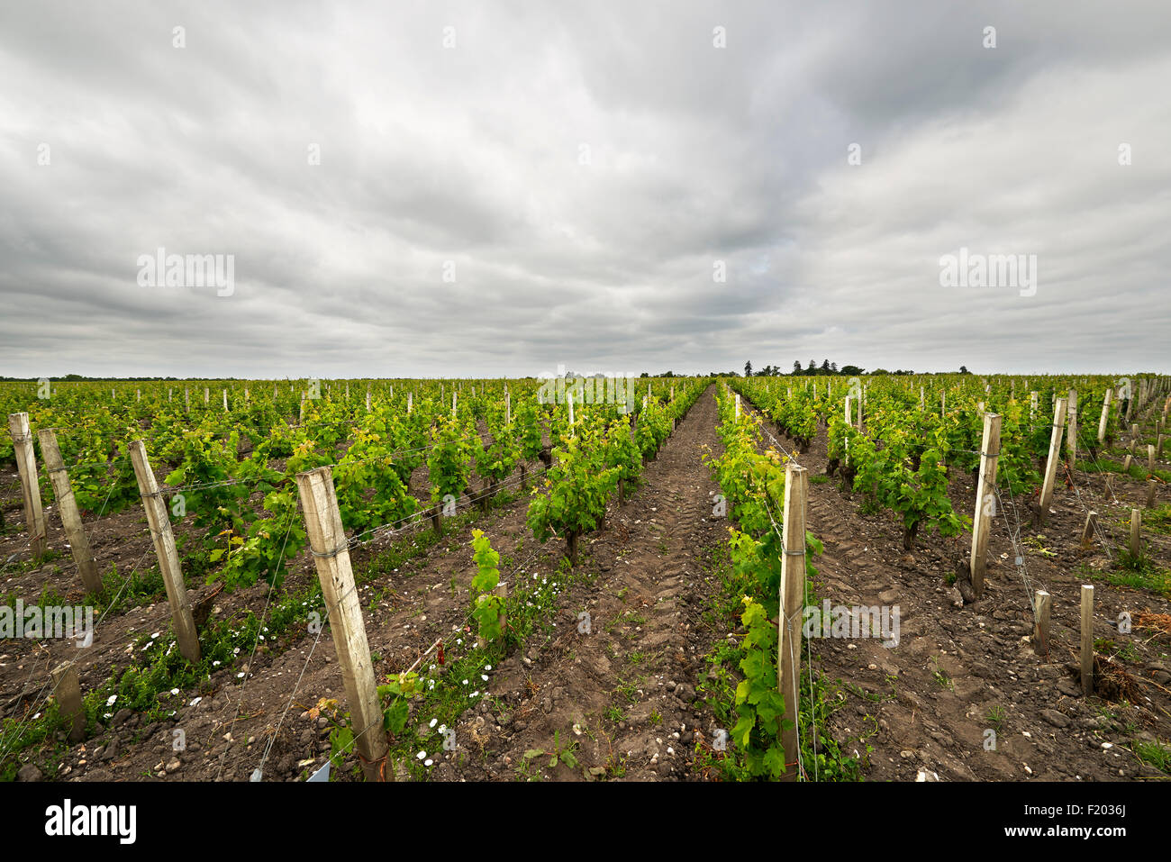 Chateau Pichon Longueville , Aquitaine, Gironde, Pauillac-Medoc, Francia Foto Stock