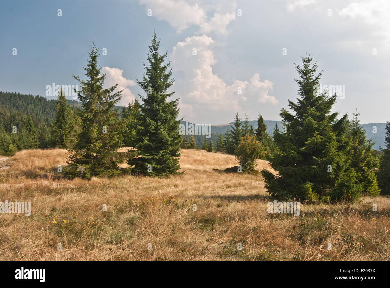 Prato con alberi isolati sulla collina denominata Bukowina Wakzmundzka in Gorce montagne in Polonia Foto Stock