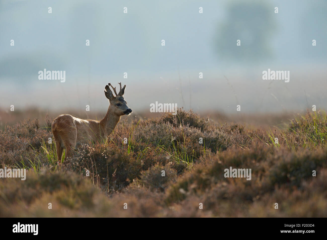 Timido Capriolo / Reh ( Capreolus capreolus ) sorge in misty heather. Foto Stock