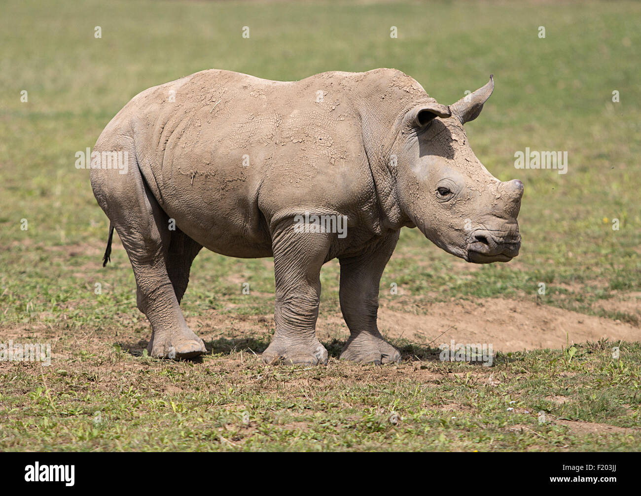 Baby rinoceronte a Cotswold Wildlife Park, burford, Oxfordhire, Inghilterra Foto Stock