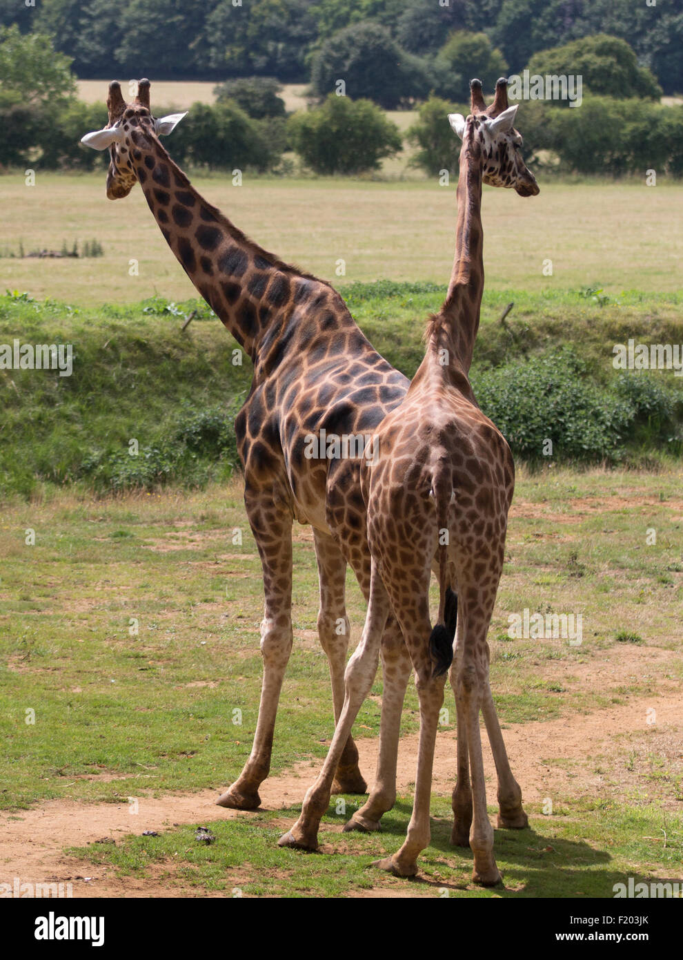 Due giraffe al Cotswold Wildlife Park, burford, Oxfordshire, Inghilterra Foto Stock