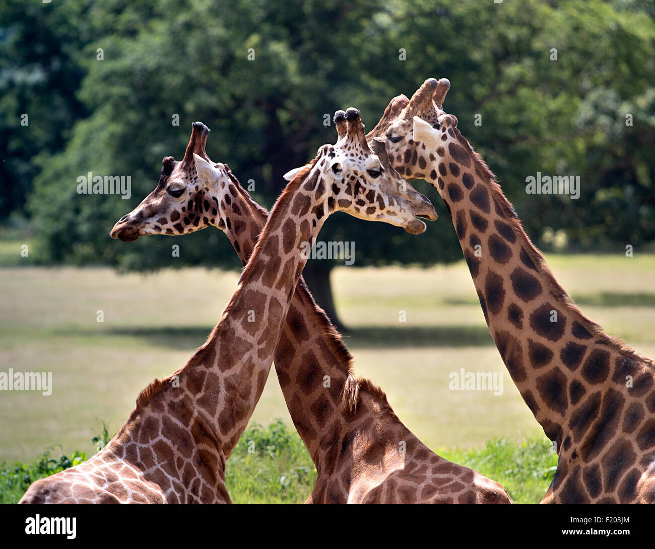 Tre le giraffe al Cotswold Wildlife Park, burford, Oxfordshire, Inghilterra Foto Stock