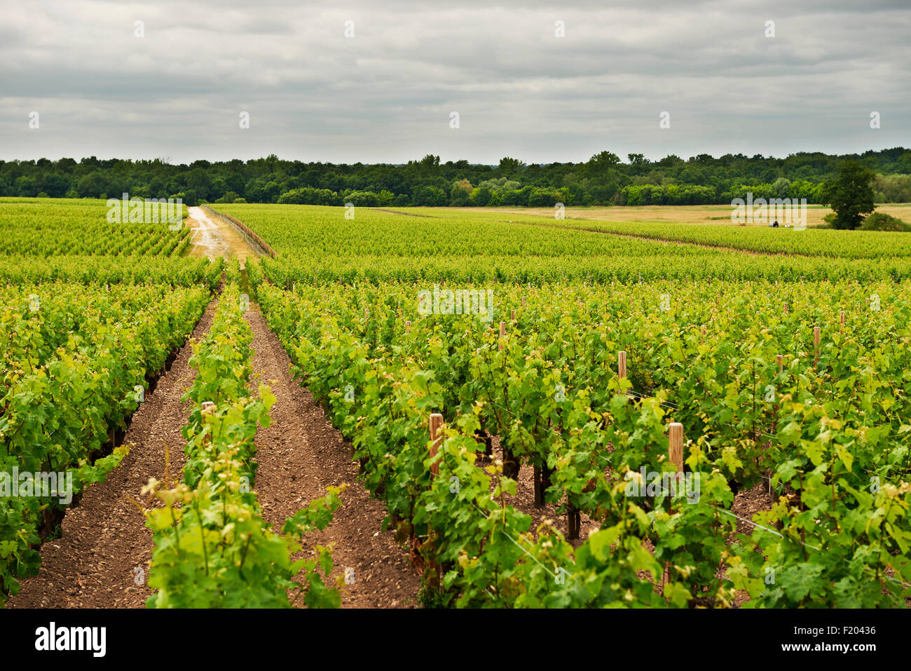 Chateau Lagrange, Aquitaine. Gironde, Saint Julien de Beychevelle, Bourdeaux, Francia Foto Stock