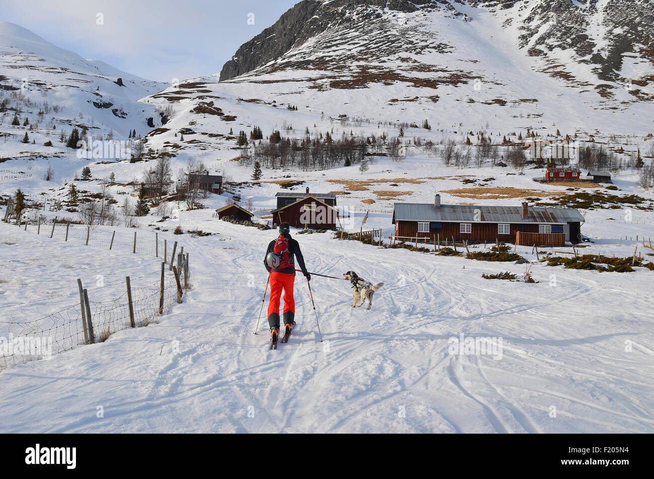 Norvegia, Hemsedal, Cross country sciatore e cane la voce off in montagna. Foto Stock