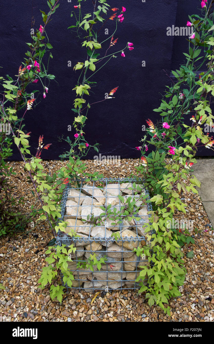 Ipomoea lobata petardo vigna e piselli dolci crescono su fili dal giardino di pietra gabbie. RHS Harlow Carr, Harrogate, Regno Unito Foto Stock
