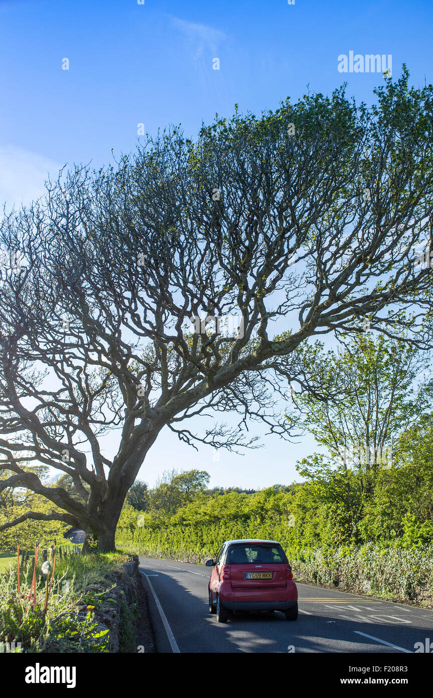 Quercus - Quercia spazzate dal vento su strada in Gower Galles Foto Stock