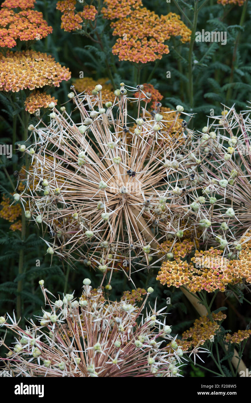 Trascorso Allium Christophii Sementi di fiori di cialde fra Achillea. Essiccato Star of Persia seme head Foto Stock