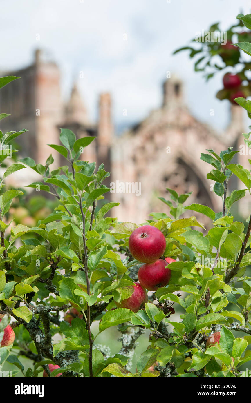 Apple 'Starks prima' sull'albero in giardini Priorwood frutteto con St Marys Abbey in background, Melrose, Scozia Foto Stock