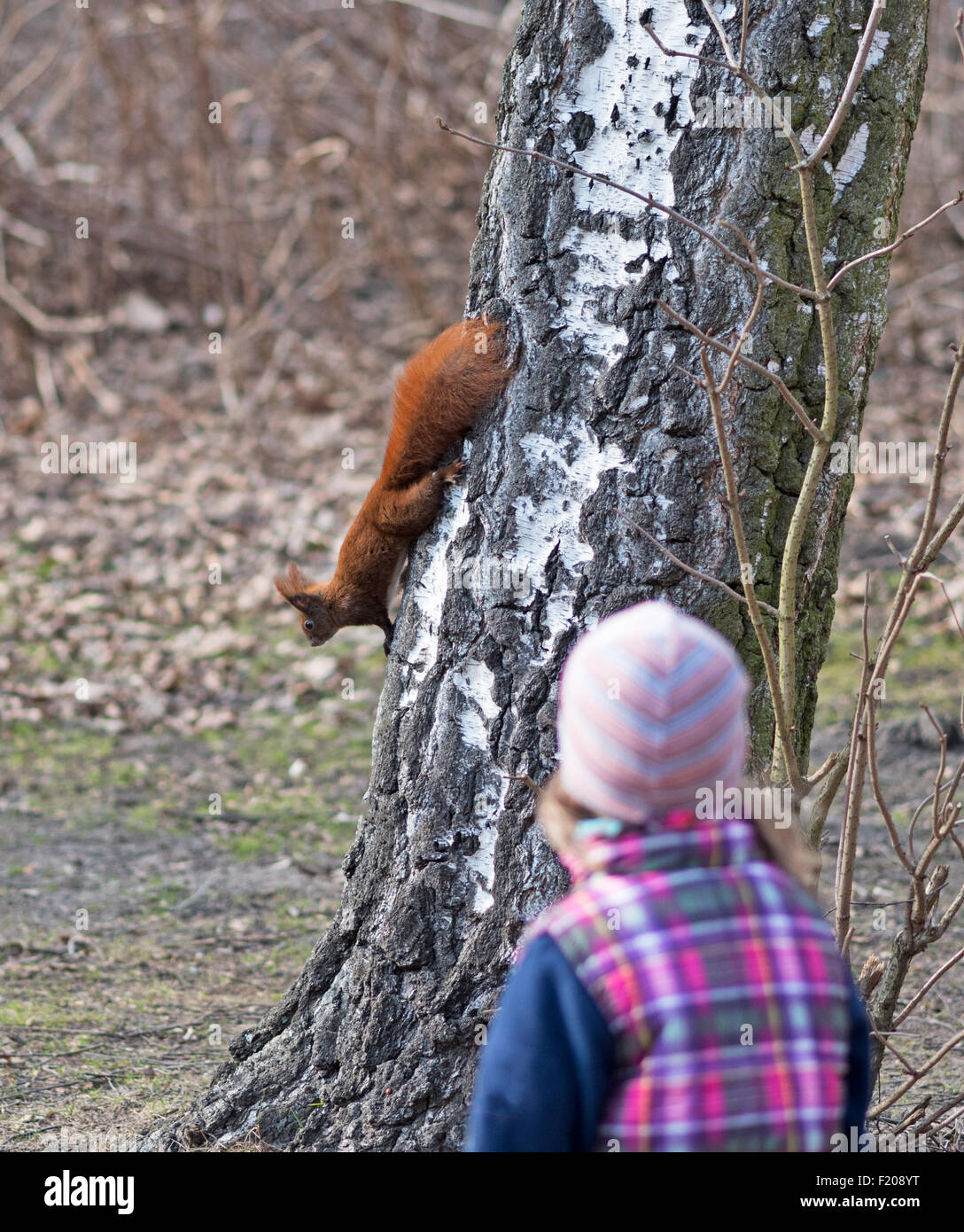 Mädchen beobachtet Eichhörnchen Foto Stock