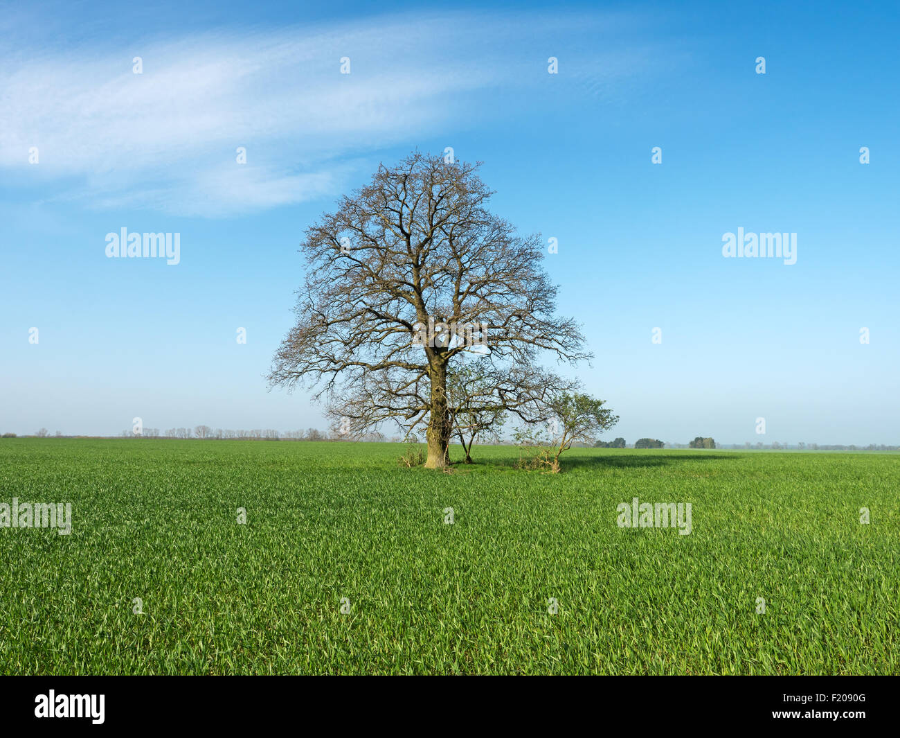 Baum auf einem Feld Foto Stock