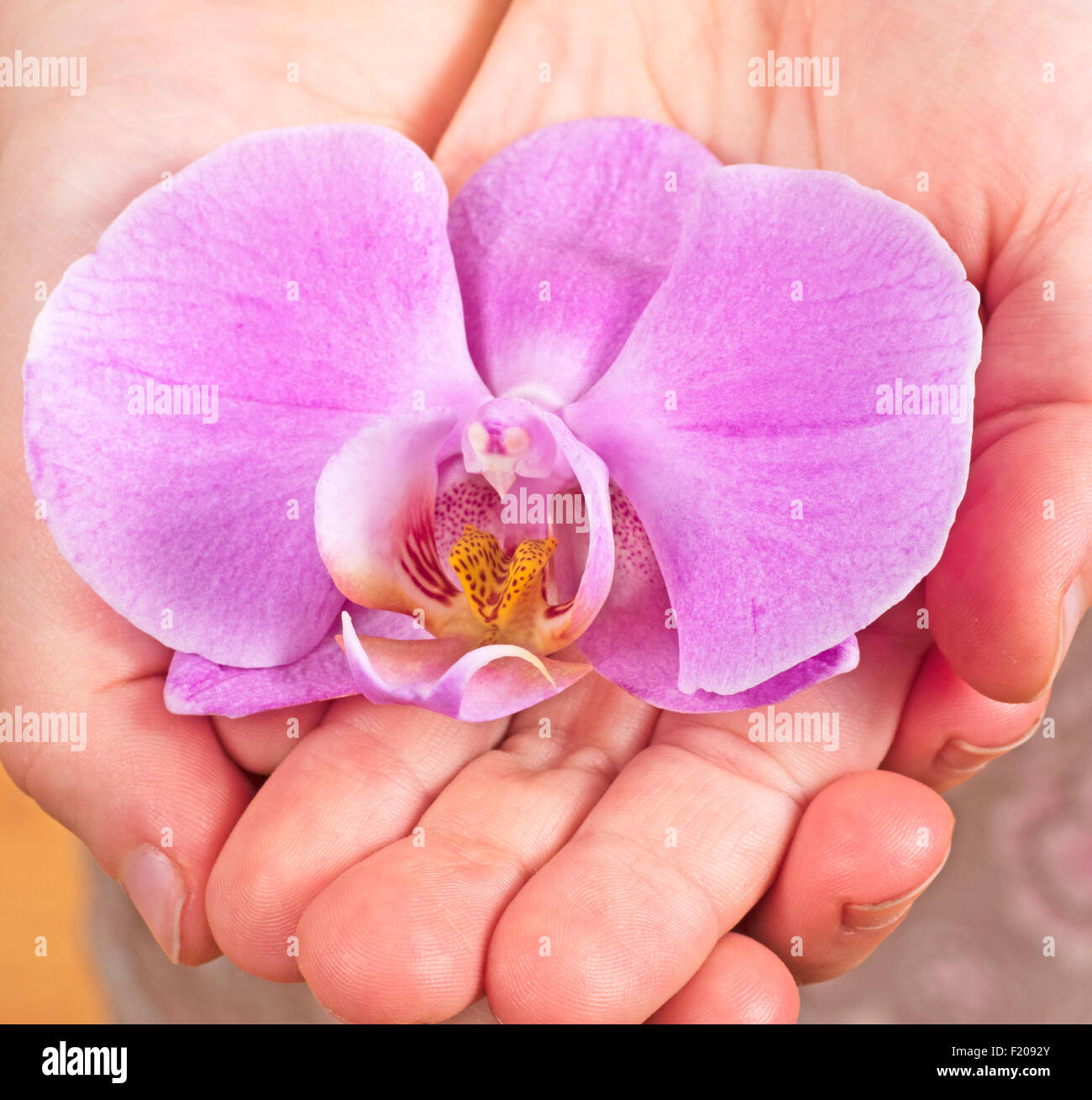 Hände halten Orchidee Foto Stock