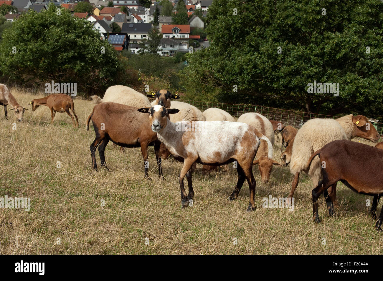 Kamerunschaf, Arche-Hof, Bedrohte, gefaehrdet, Foto Stock