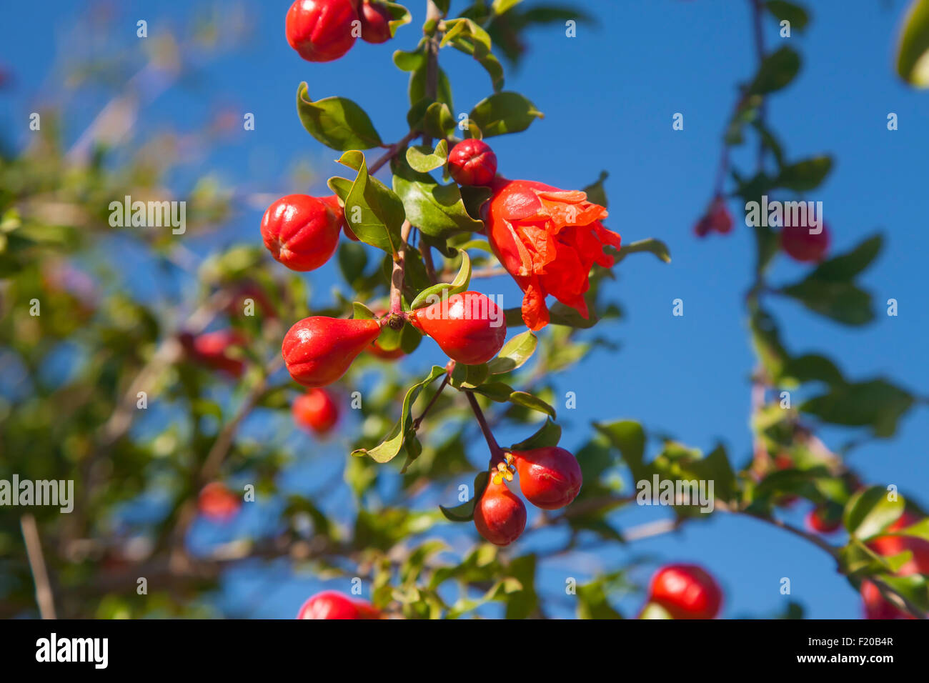 Melograno fiore rosso e gemme su un ramo contro il cielo blu Foto Stock