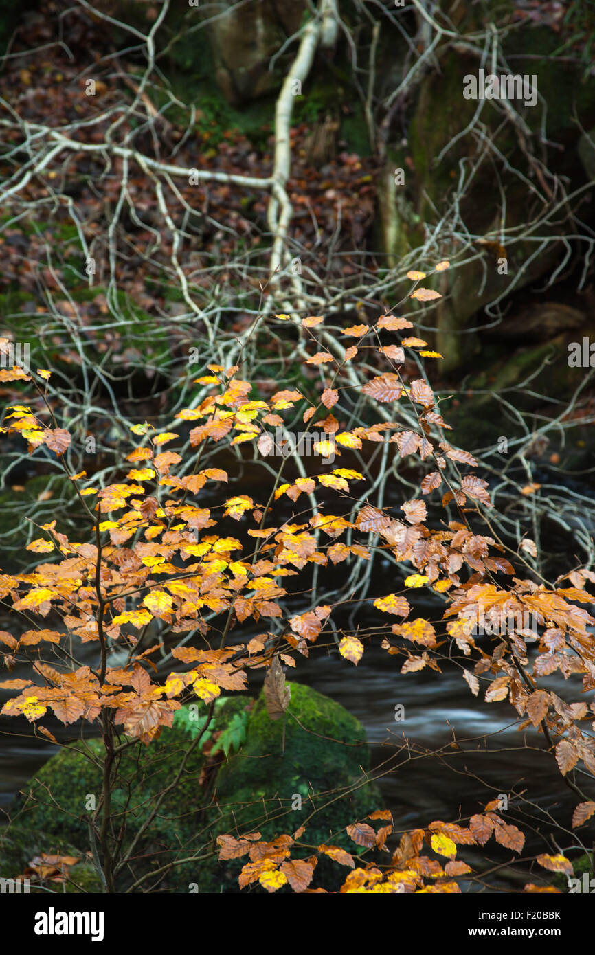 Foglie di autunno e streaming Padley Gorge Drbyshire Peak District Foto Stock