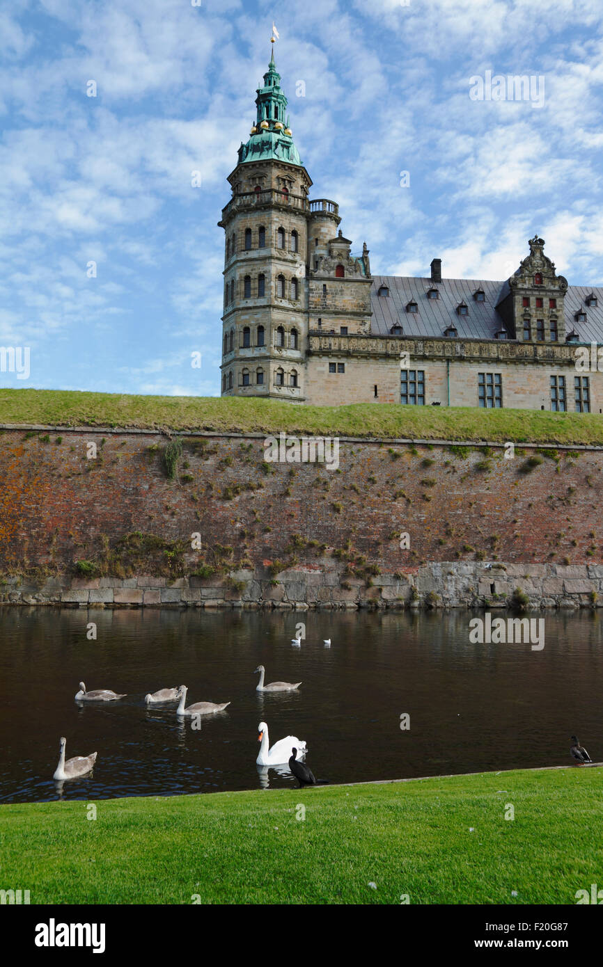 Cigni, cigneti e un cormorano nel fossato e Castello di Kronborg a Helsingør / Elsinore, Royal North Sealand, Danimarca. Foto Stock