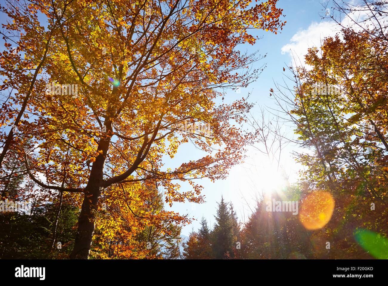 Foresta con la luce diretta del sole, a basso angolo di visione, Leutasch, Tirolo, Austria Foto Stock