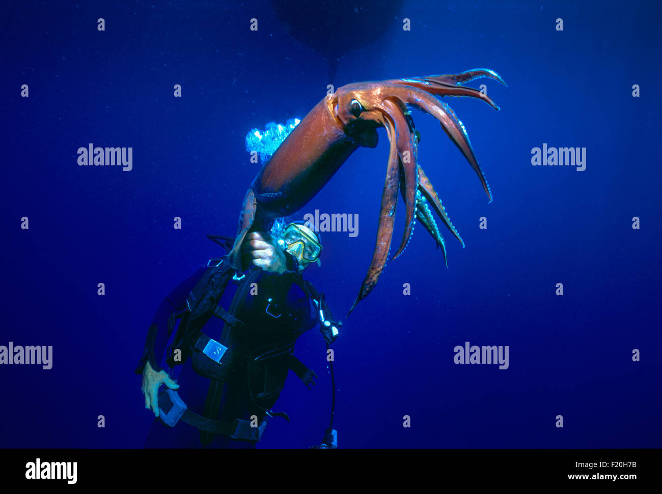 Sommozzatore osserva il Deep Sea Calamari (Symplectoteuthis oualensis) - Eilat, Israele, Mar Rosso Foto Stock