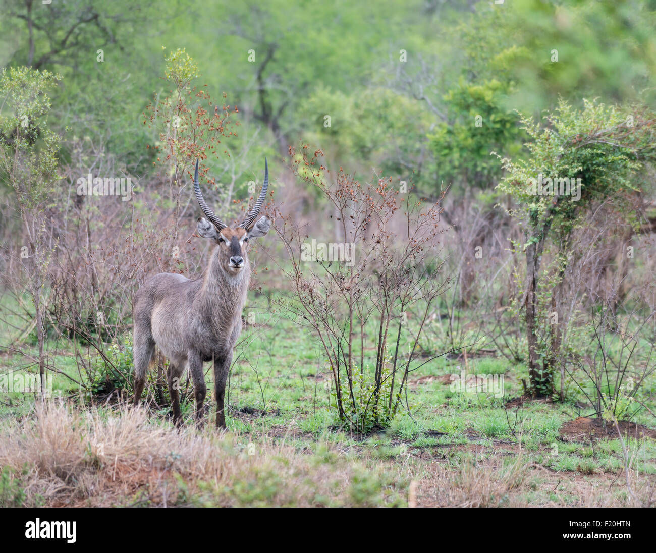 Waterbuck nel Parco Nazionale di Kruger, Sud Africa Foto Stock