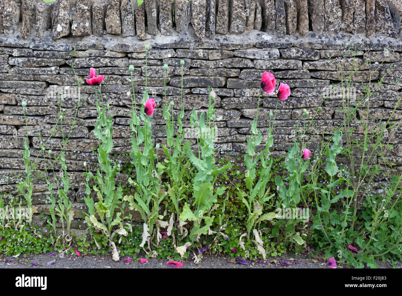 I papaveri da oppio contro la pietra a secco, parete Cotswolds, Gloucestershire, England, Regno Unito, Europa Foto Stock