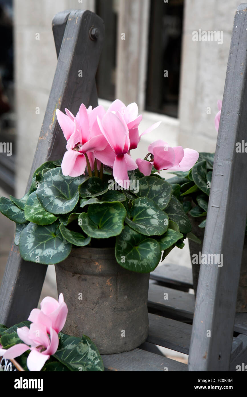 Rosa ciclamino sul grigio a gradini in legno vicino all'edificio come una decorazione Foto Stock