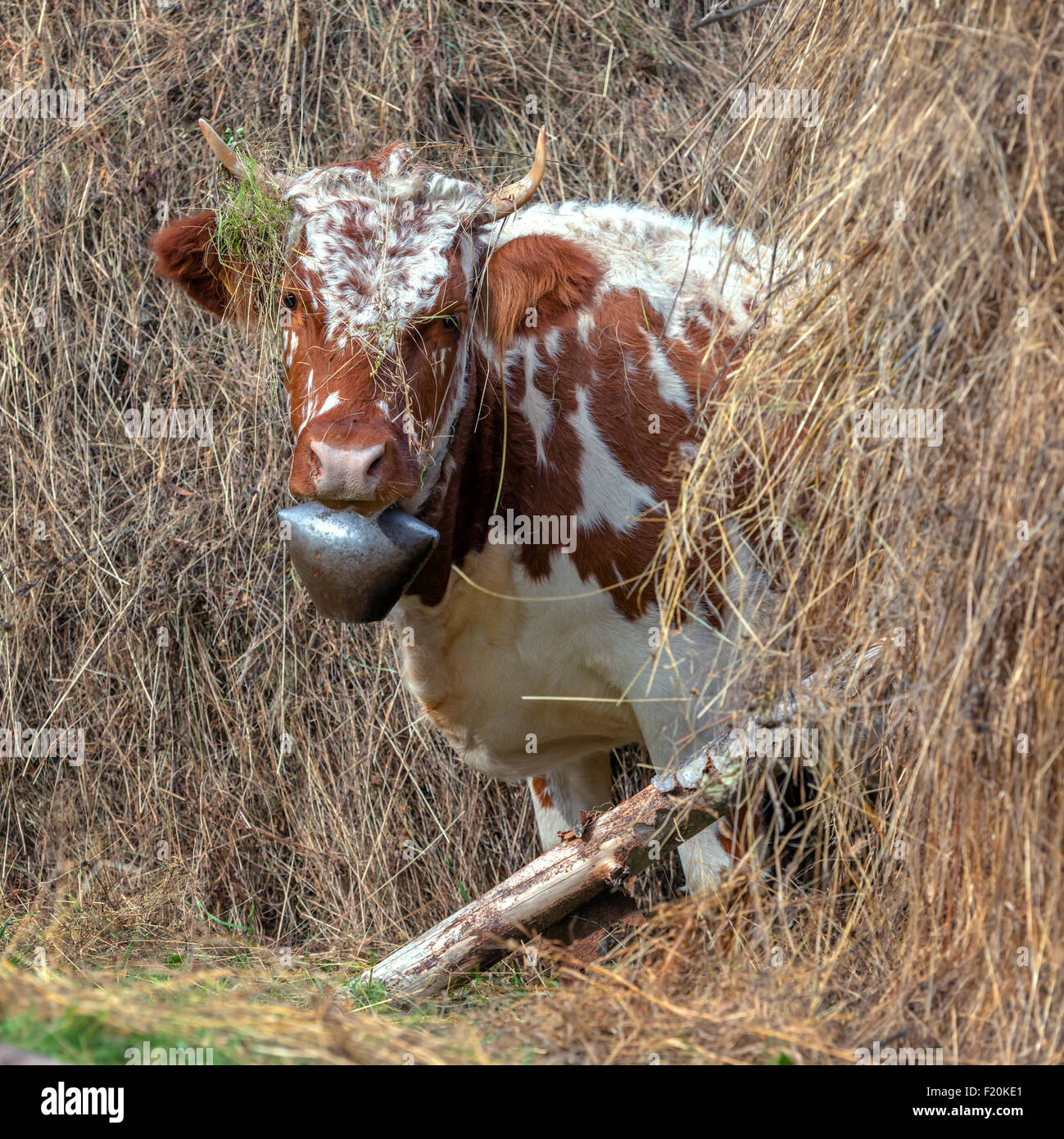 Divertente mucca nel fieno closeup Foto Stock