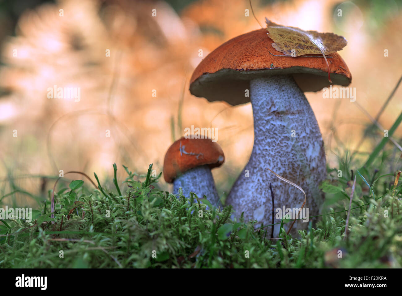 I funghi nel bosco vicino fino Foto Stock