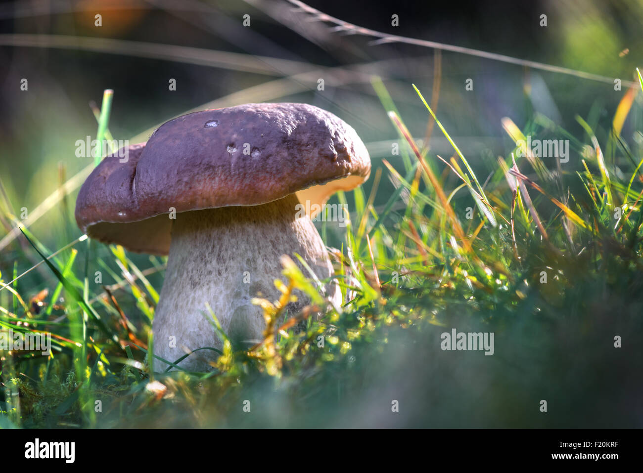 I funghi nel bosco vicino fino Foto Stock