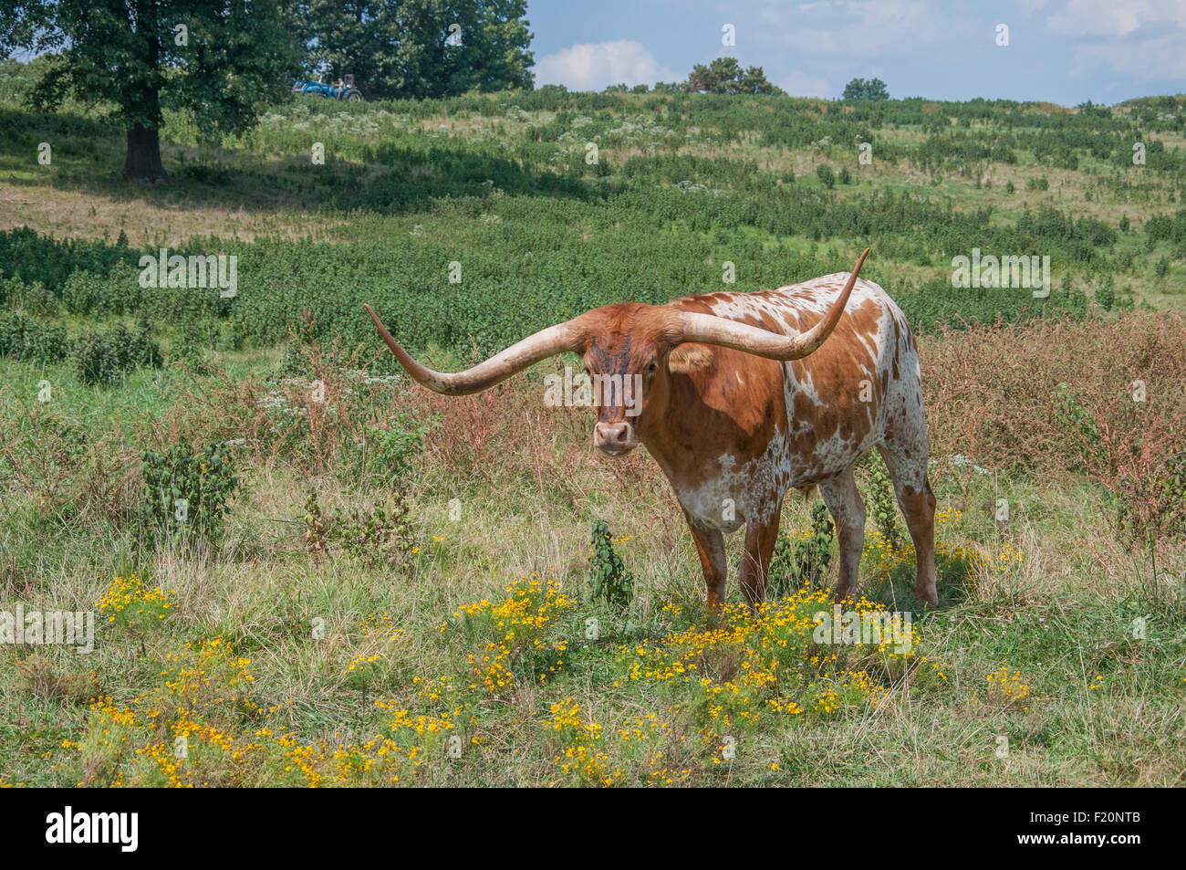 Longhorn bovini Bos Taurus Foto Stock