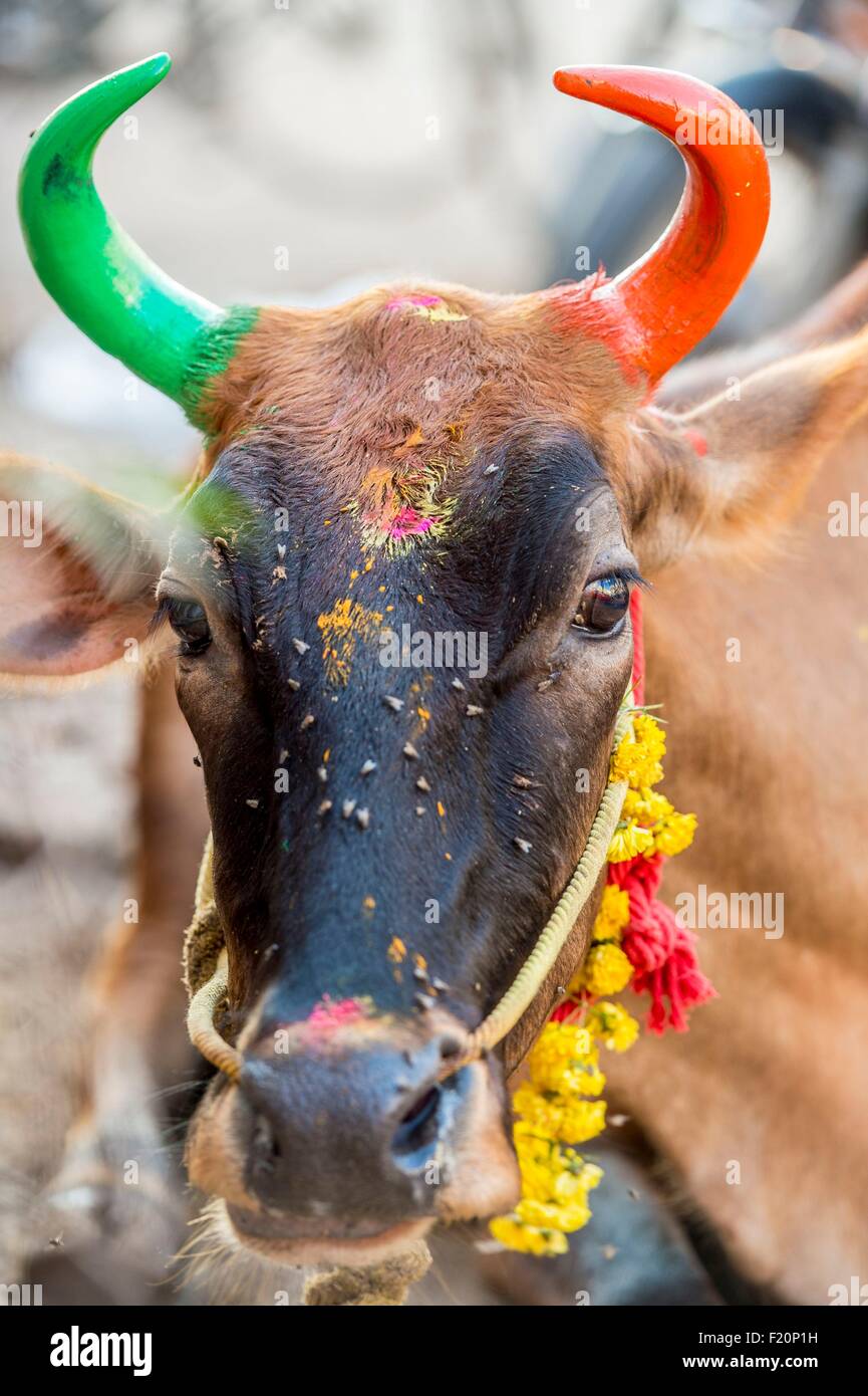 India, Tamil Nadu, Madurai, dipinta zebù Foto Stock