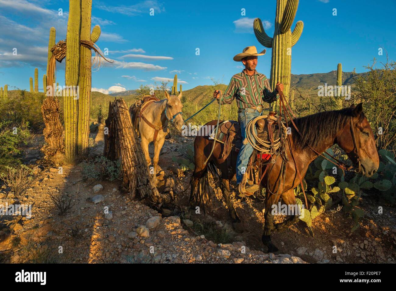 Stati Uniti, Arizona, Tucson, Parco nazionale del Saguaro, Tanque verde Ranch, escursione a cavallo nel mezzo del deserto Foto Stock