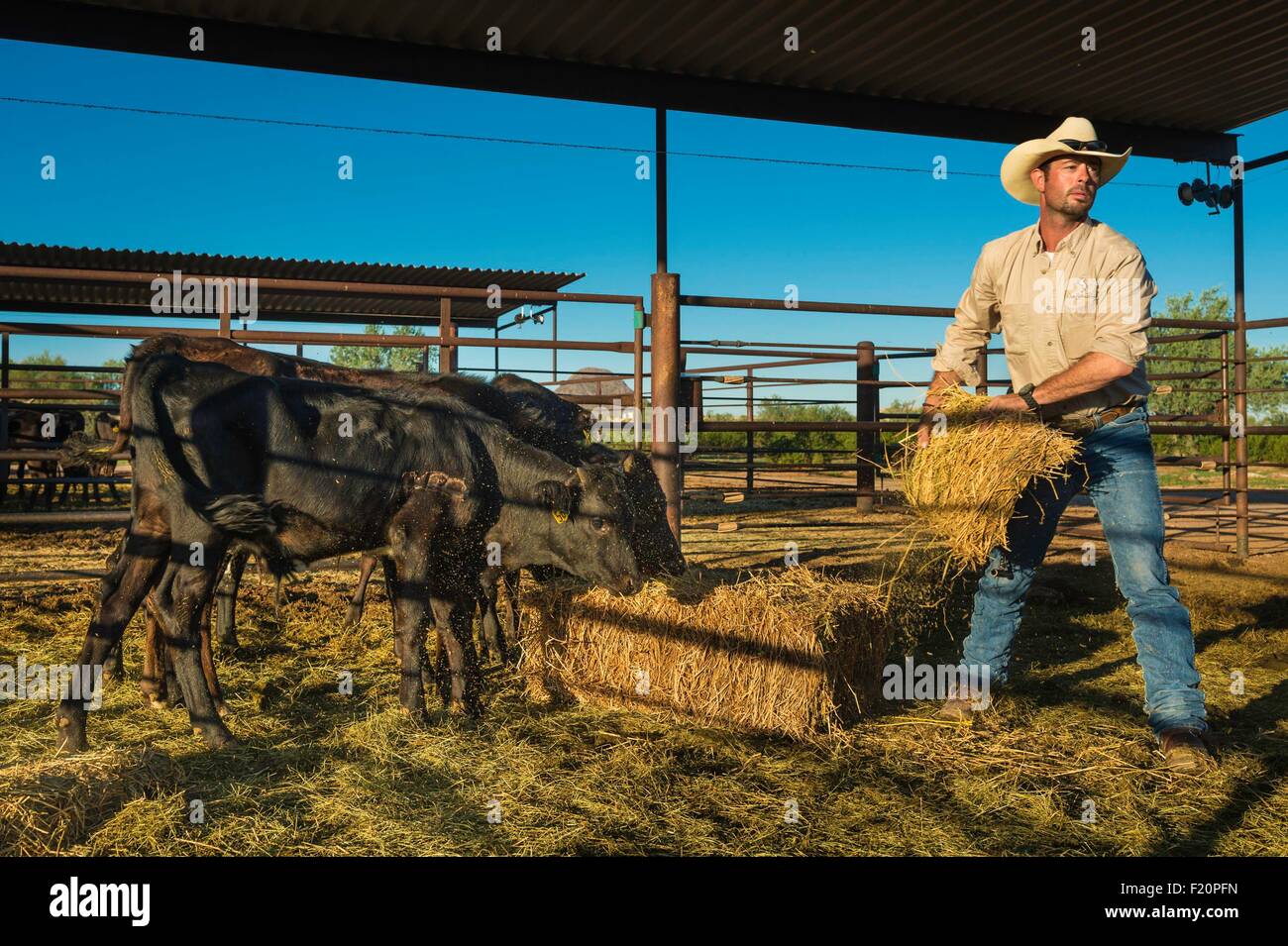 Stati Uniti, Arizona, Tucson, White Stallion Ranch Foto Stock