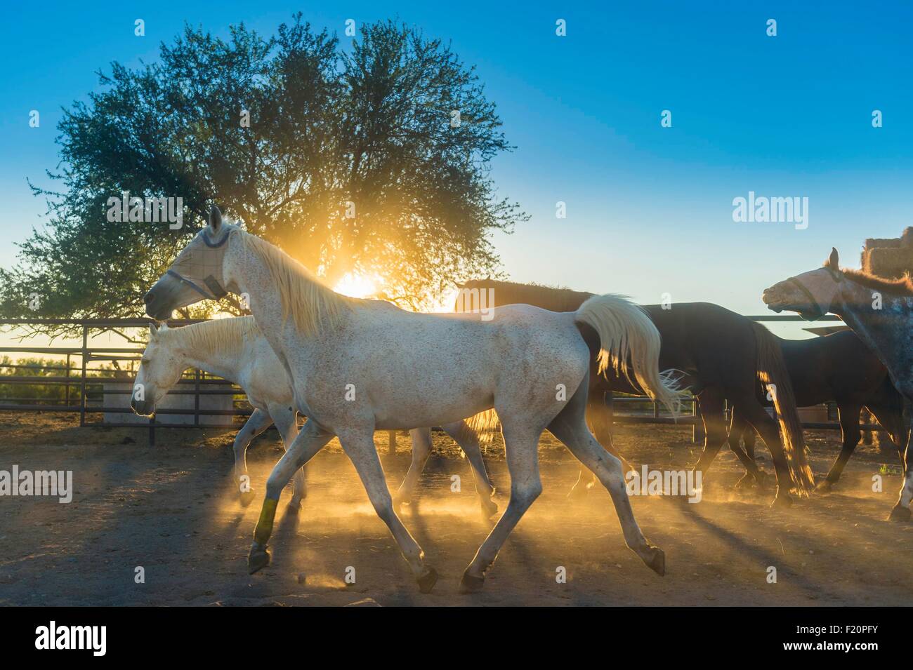 Stati Uniti, Arizona, Tucson, White Stallion Ranch, cow boy Foto Stock