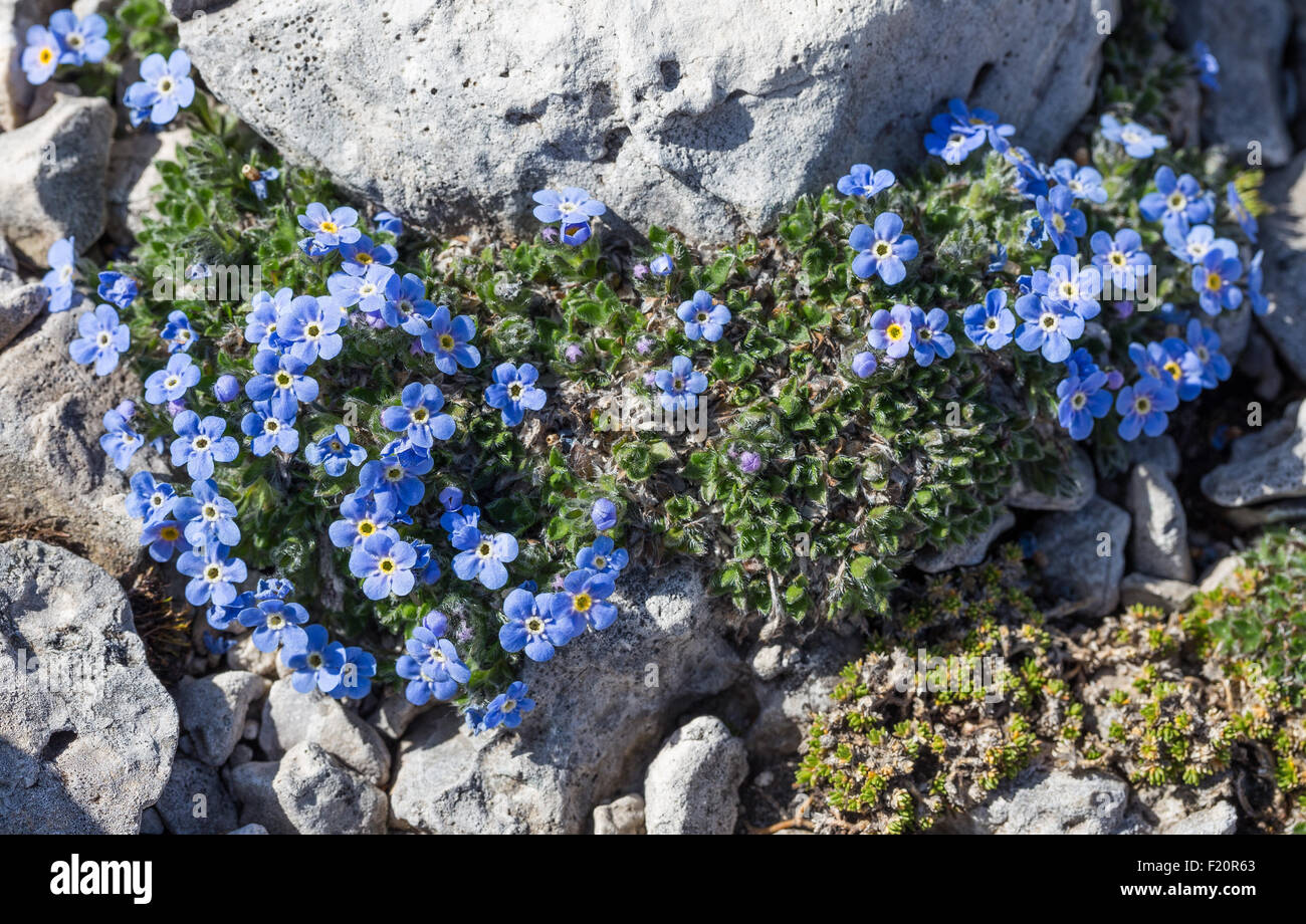 Eritrichium nanum. Miosotide nano. Foto Stock
