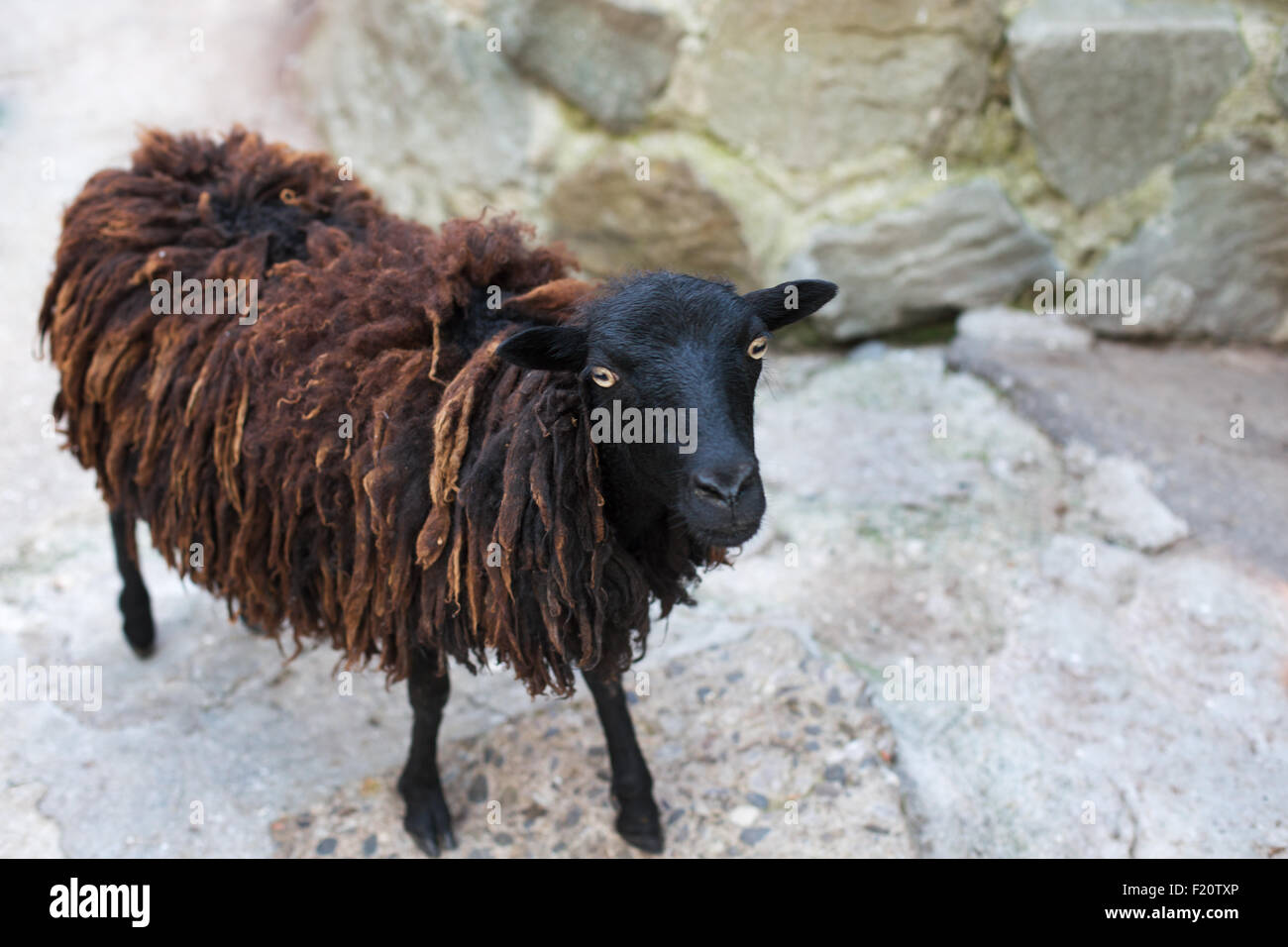 Pecora nera marrone con dreadlocks guardando la fotocamera e in piedi su sfondo di pietra Foto Stock