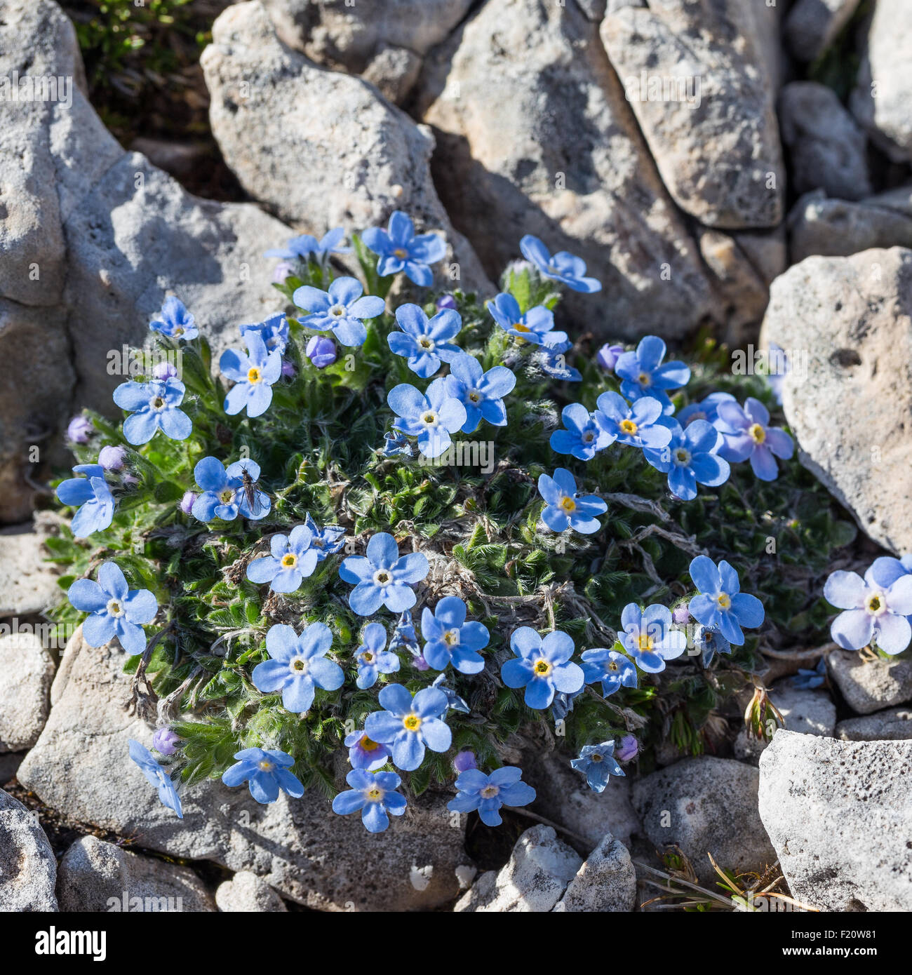 Eritrichium nanum. Miosotide nano. Foto Stock