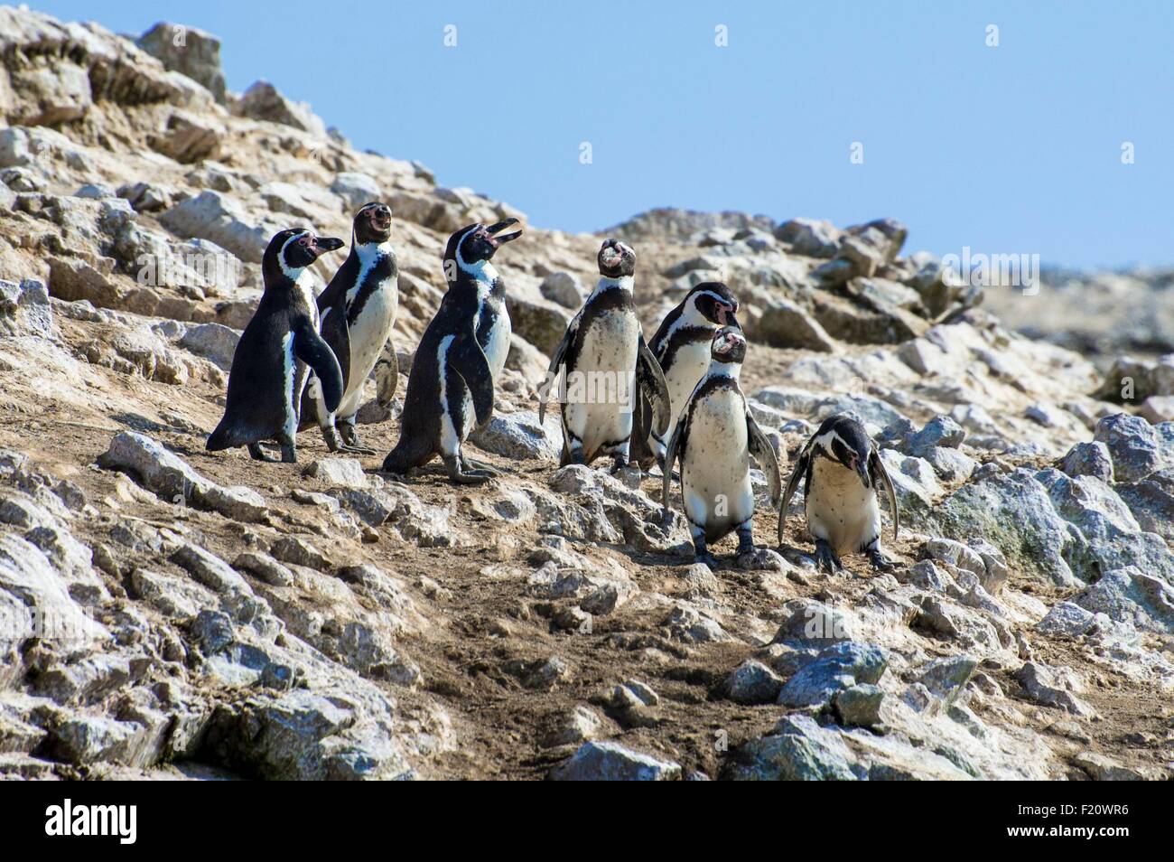 Il Peru Provincia Di Pisco Isole Ballestas Viaggio In Barca Attraverso Il Paracas Riserva Nazionale Pinguini Humboldt Spheniscus Humboldti Foto Stock Alamy