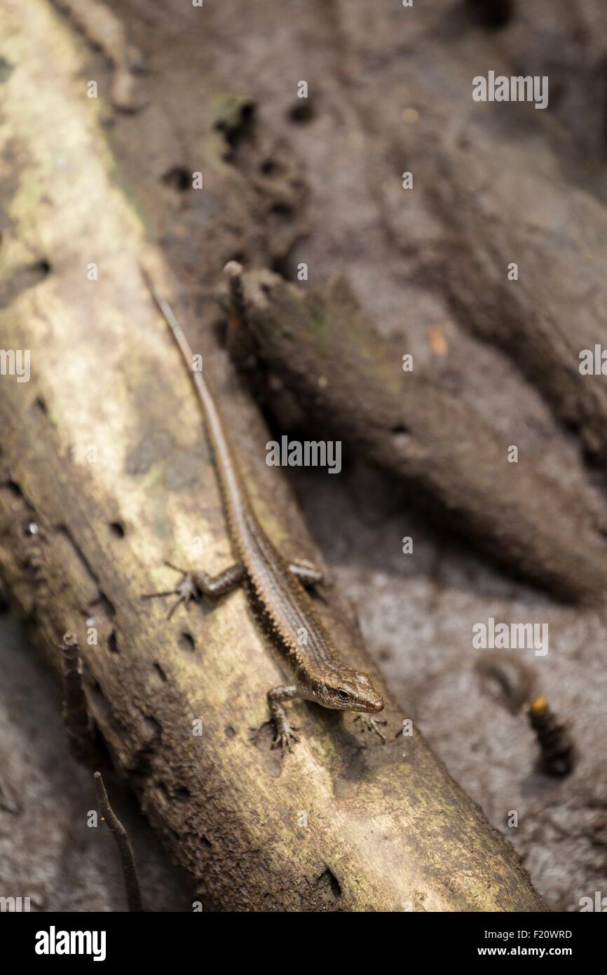 Indonesia, Maluku provincia, Est Seram, Bula, lizard in una mangrovia Foto Stock