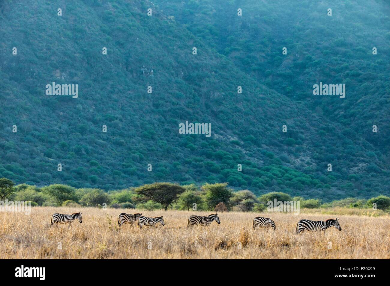 Kenya, Magadi lake, Grant's zebra (Equus burchelli granti) Foto Stock