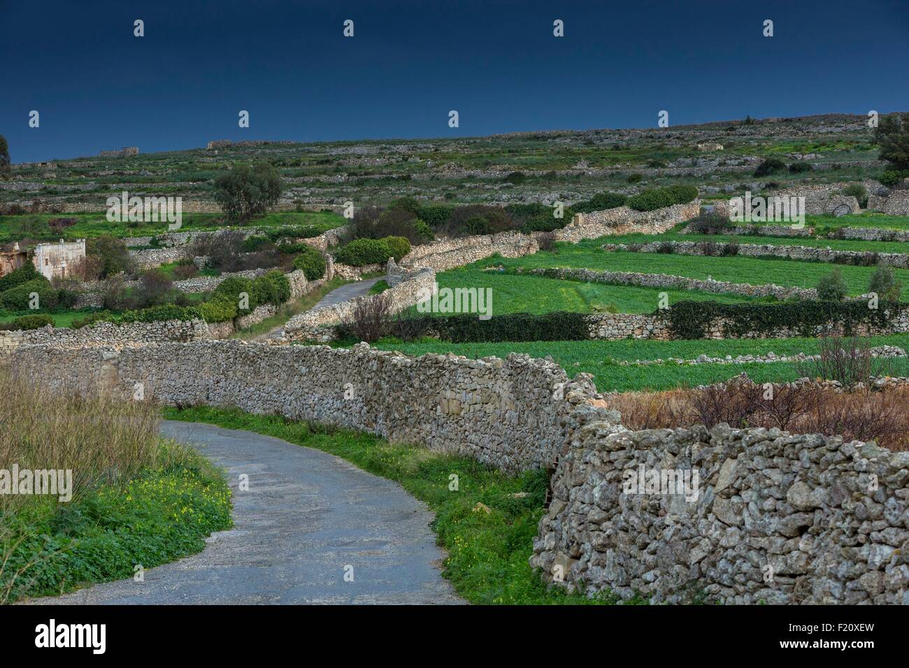 Malta, Siggiewi, Laferla Cross, paesaggio rurale campo e pareti di pietra Foto Stock