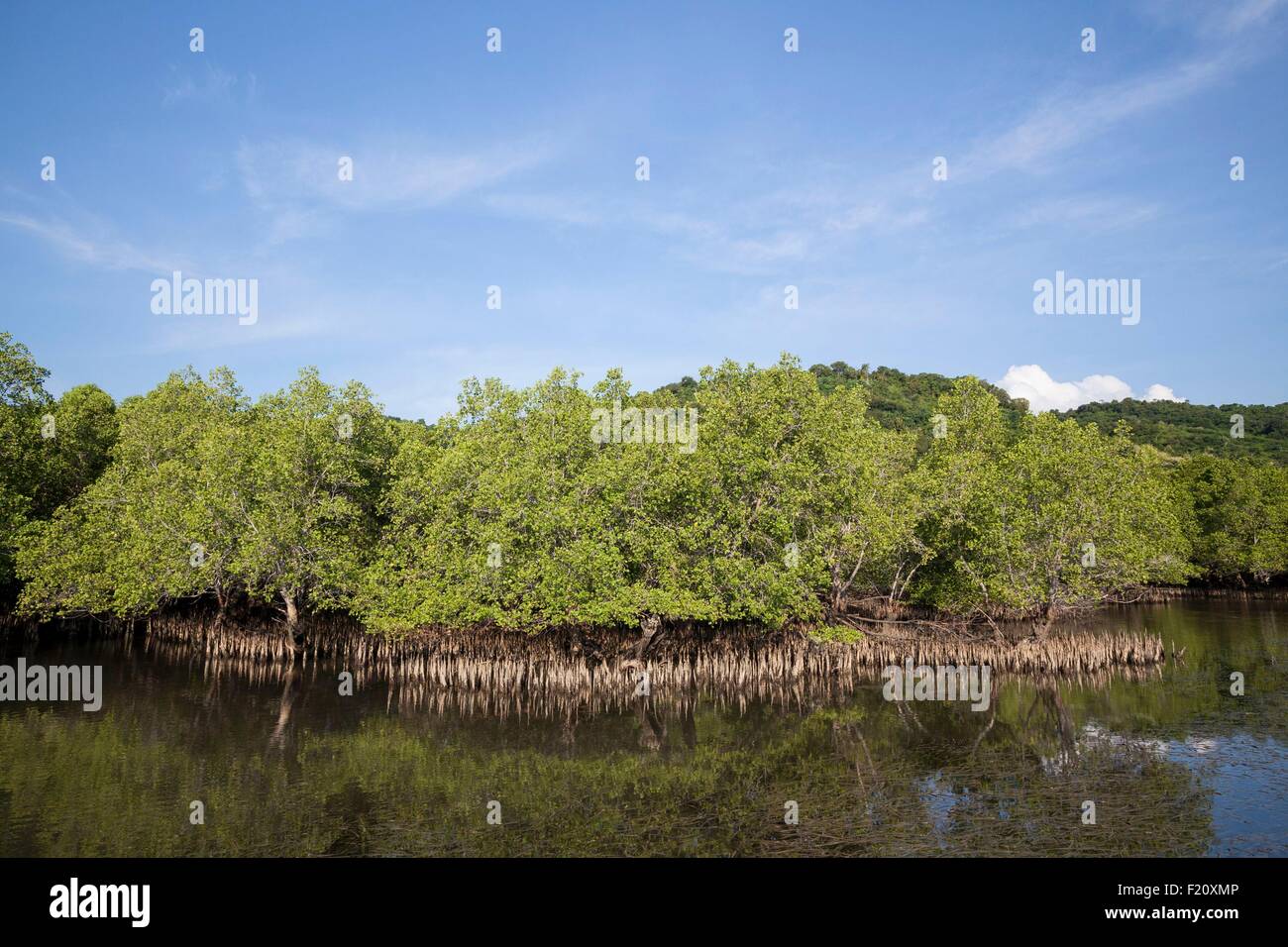Indonesia, Lesser Sunda isole Arcipelago Alor, Pantar Isola, Kabir, alberi di mangrovia circondato da loro pneumatofori Foto Stock